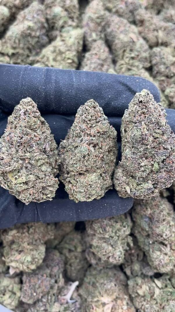 purple haze strain near me