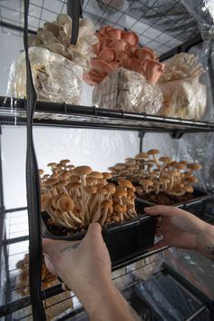 psilocybin mushrooms for sale​